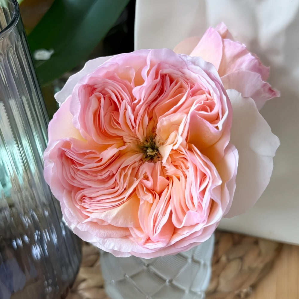 Georgina Gardens Rose Plant｜乔治娜花园 image 4