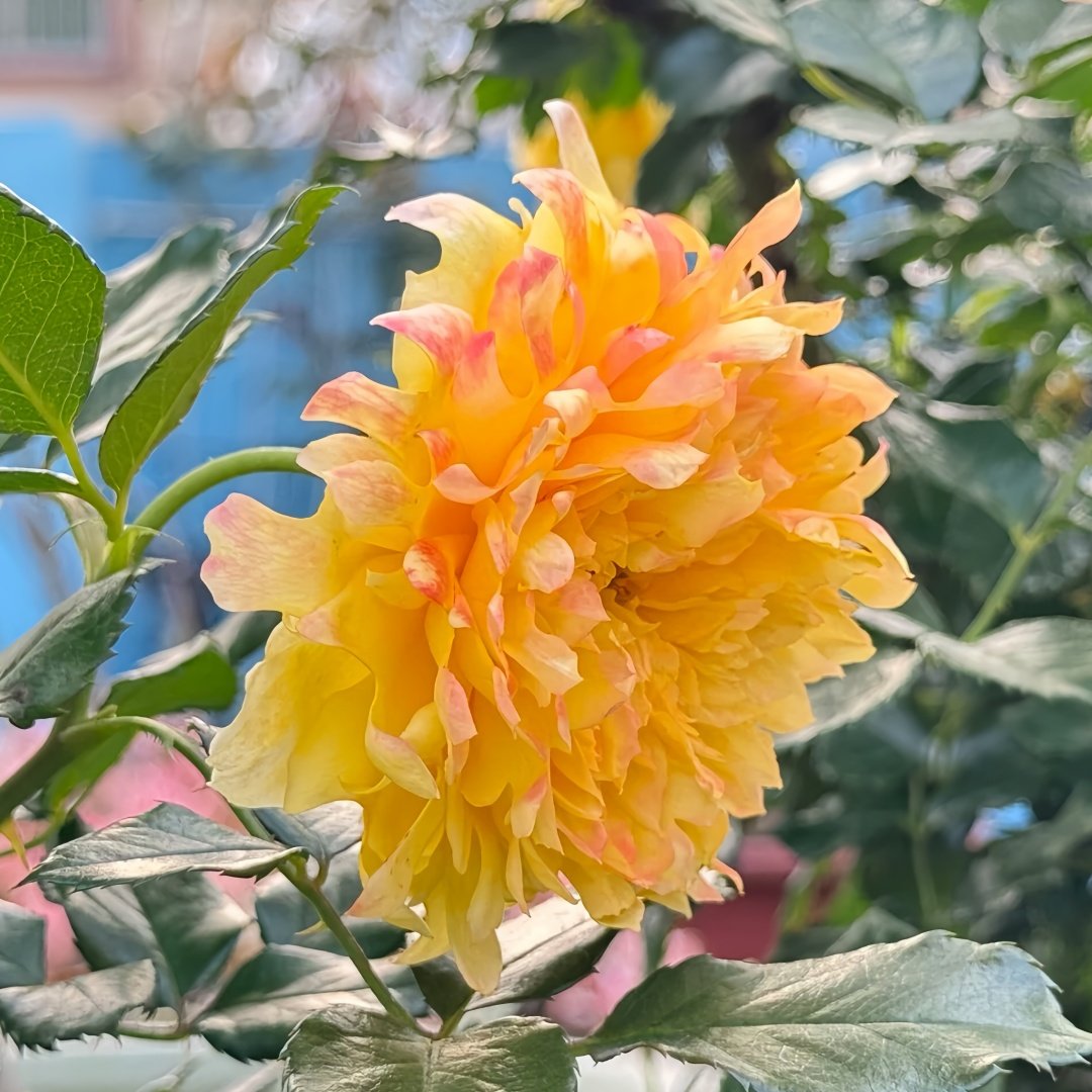Fireworks Ruffles Rose Plant｜烟花波浪 image 5