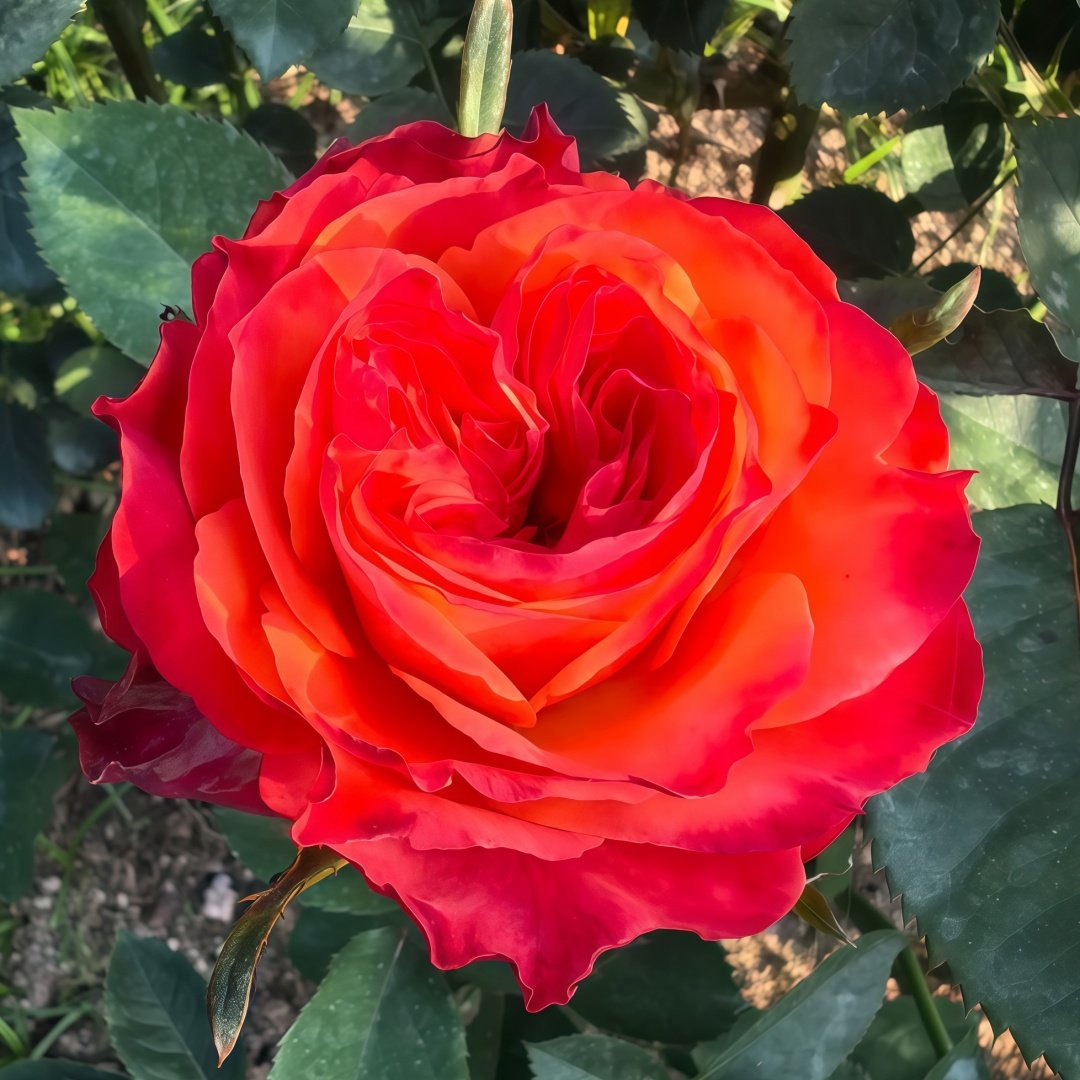Acapulco Rose Plant｜阿卡普尔科 image 2