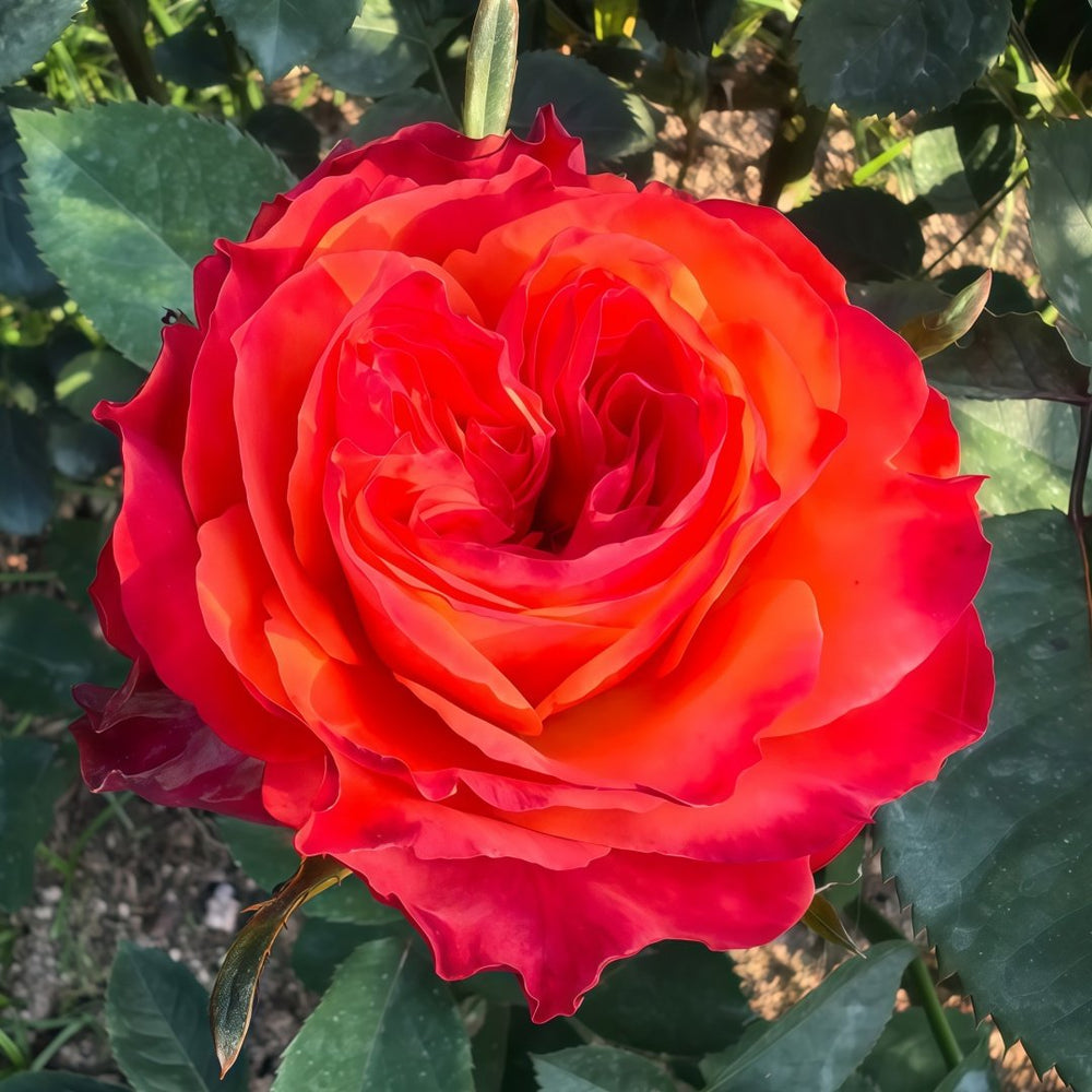 Acapulco Rose Plant｜阿卡普尔科 image 2