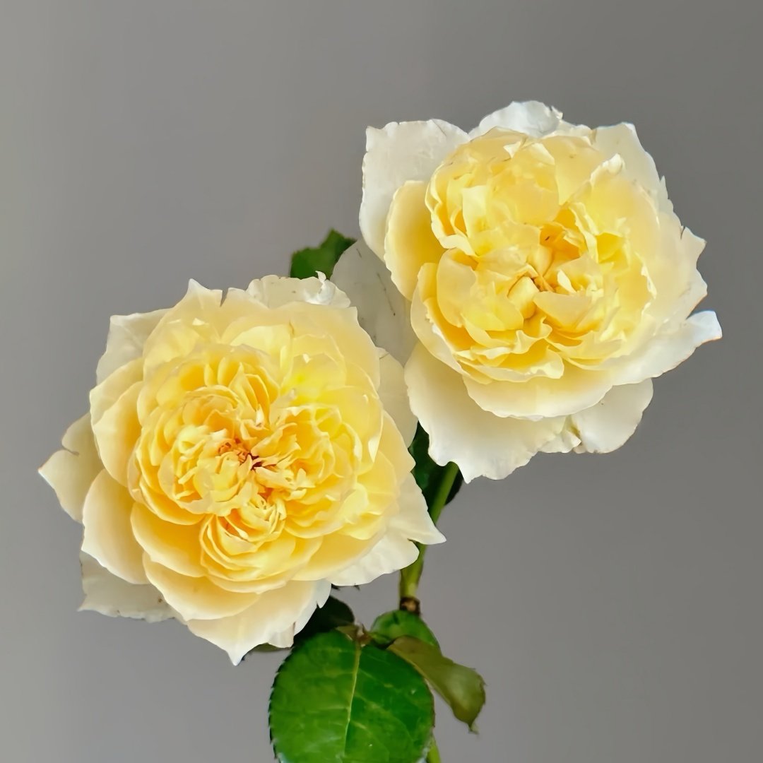 Shreuk Rose Plant|日出 image 6