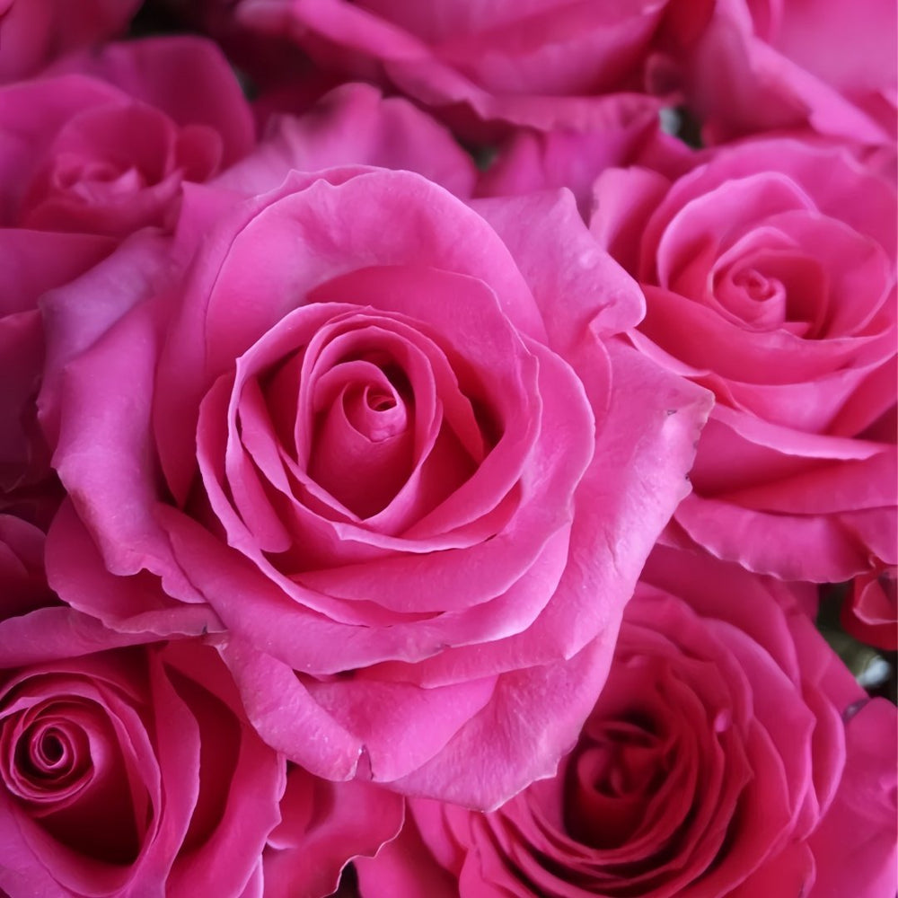 Cherry Avalanche Rose Plant｜樱桃雪山 image 6