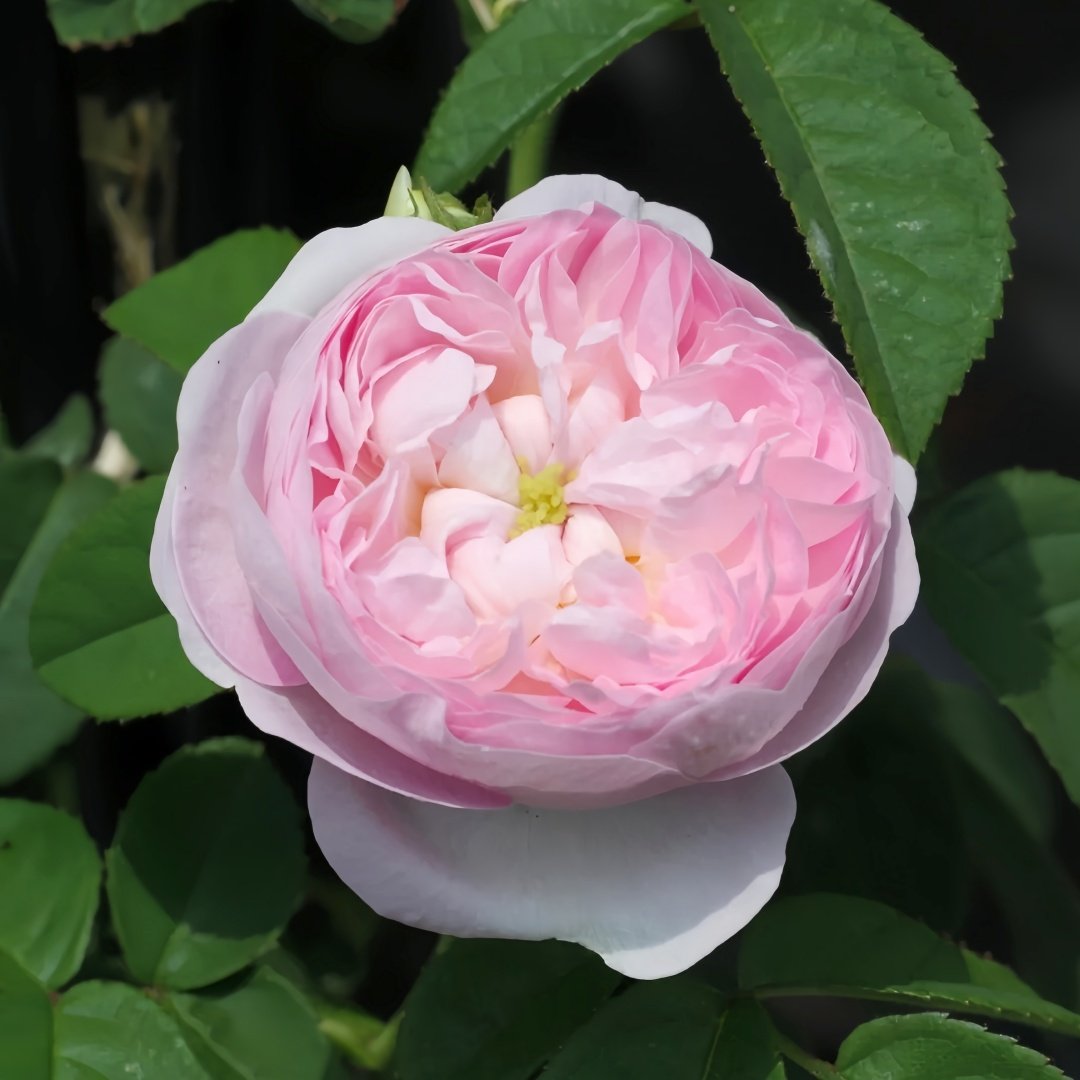 Duchesse de Montebello Rose Plant｜公爵夫人蒙特贝罗 image 2