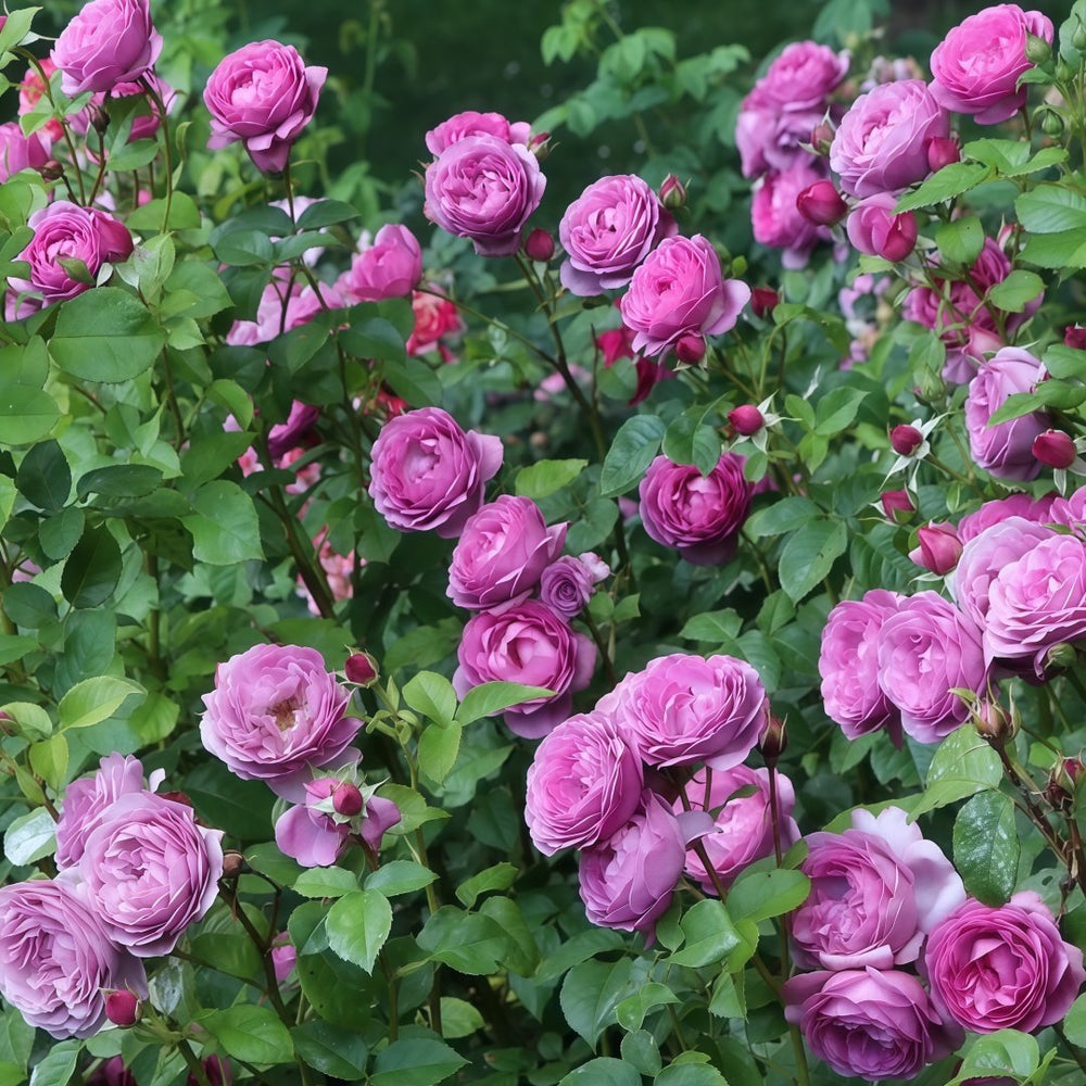 Thelma Rose Plant|塞尔玛 image 9