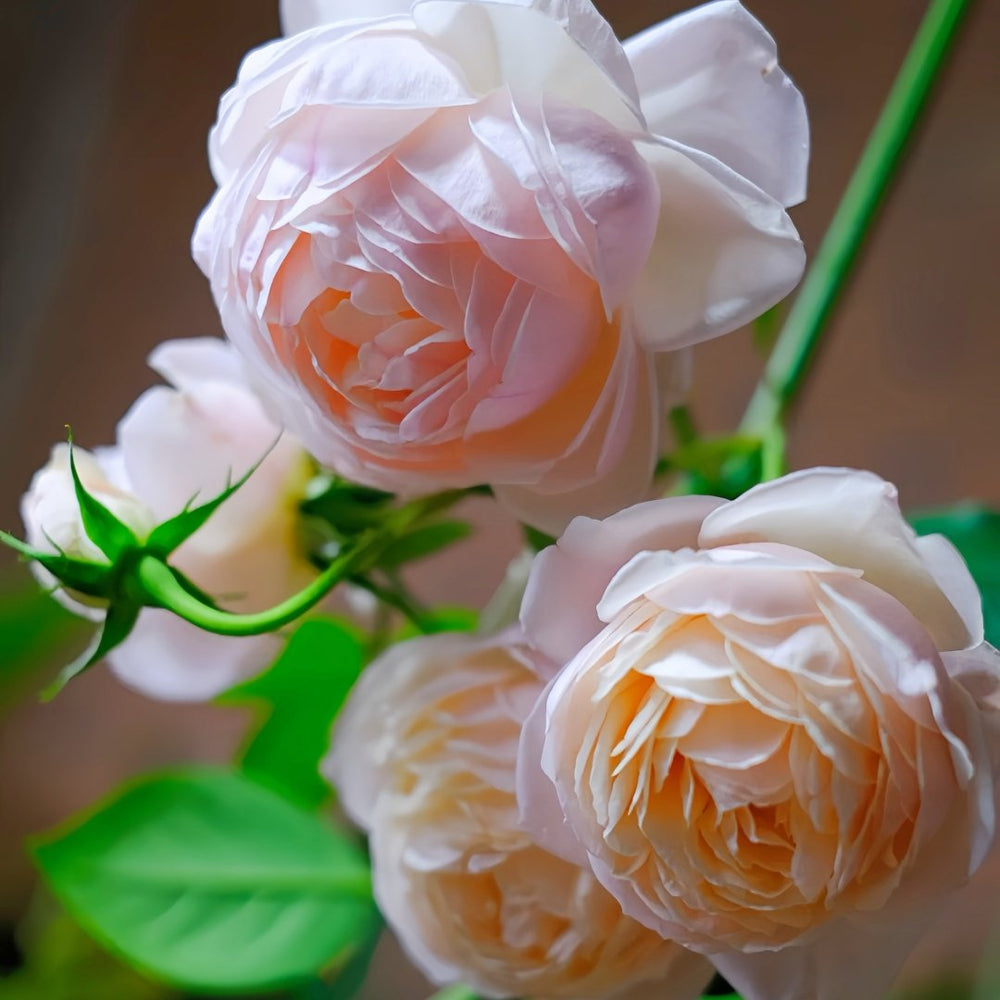 The Shepherdess Rose Plant|牧羊女 image 7
