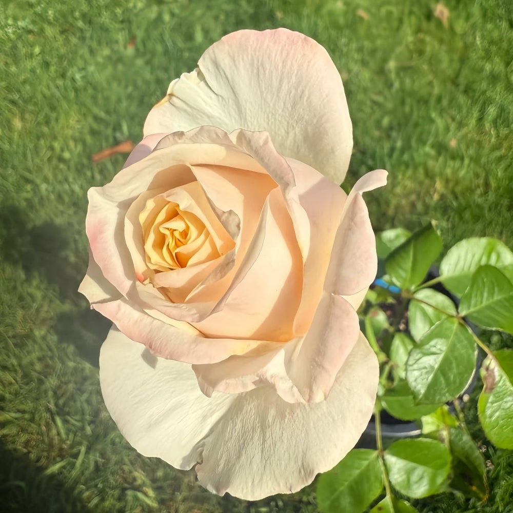 Victorian Peach Rose Plant|维多利亚蜜桃 image 5