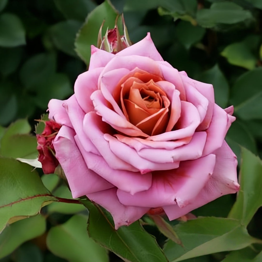 Zen Rose Plant｜禅 image 1
