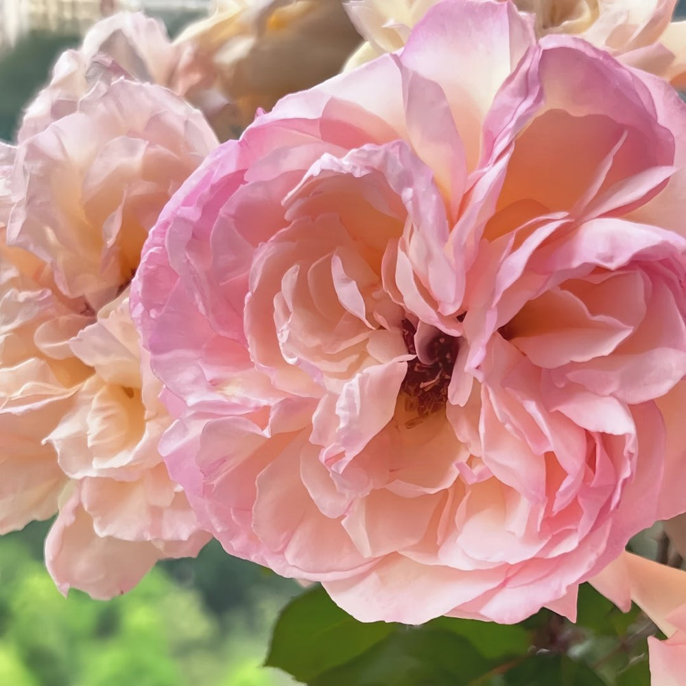 Avekutowa Rose Plant｜与你同在 image 8