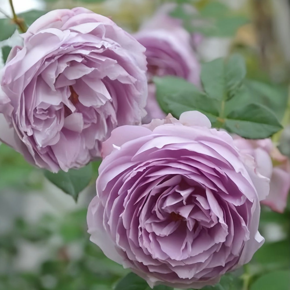 Lapis Lazuli Rose Plant｜青金石 image 4