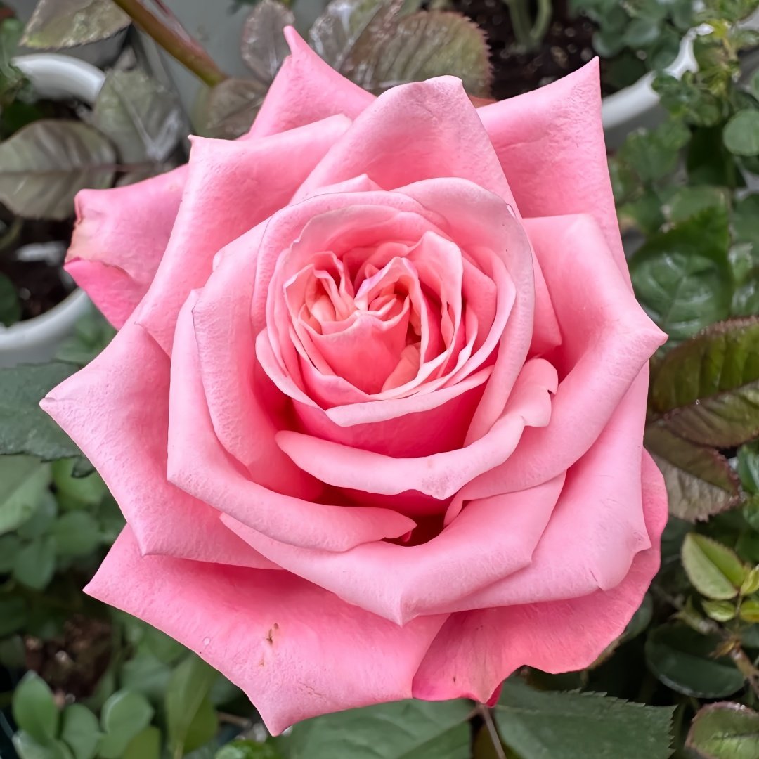 Alter Ego Rose Plant|闺蜜 image 3