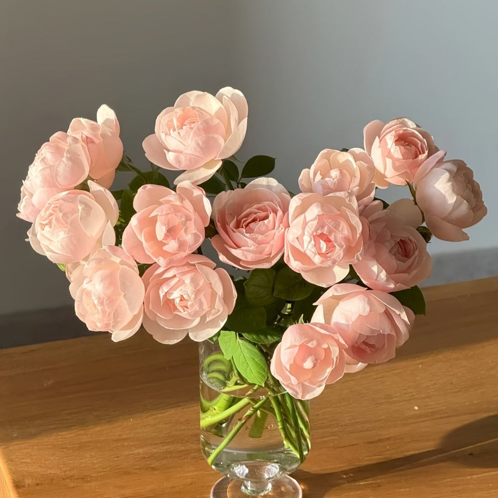 Vichy Rose Plant｜维希 image 9
