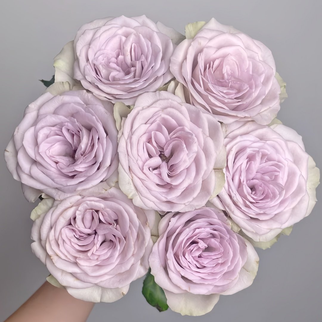 Notre Dame Rose Plant|巴黎圣母院 image 0