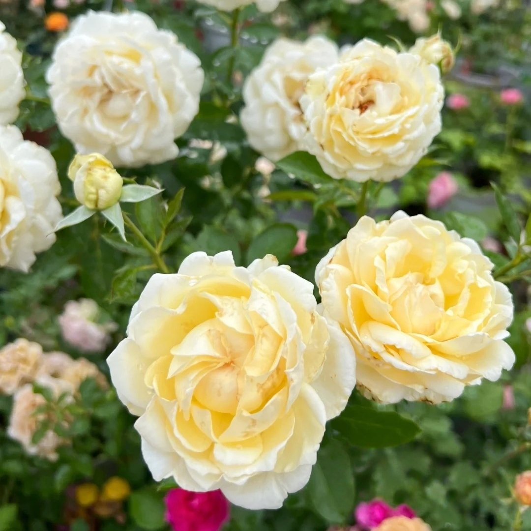 Ivory Yves Piaget Rose Plant|象牙伊芙伯爵 image 7