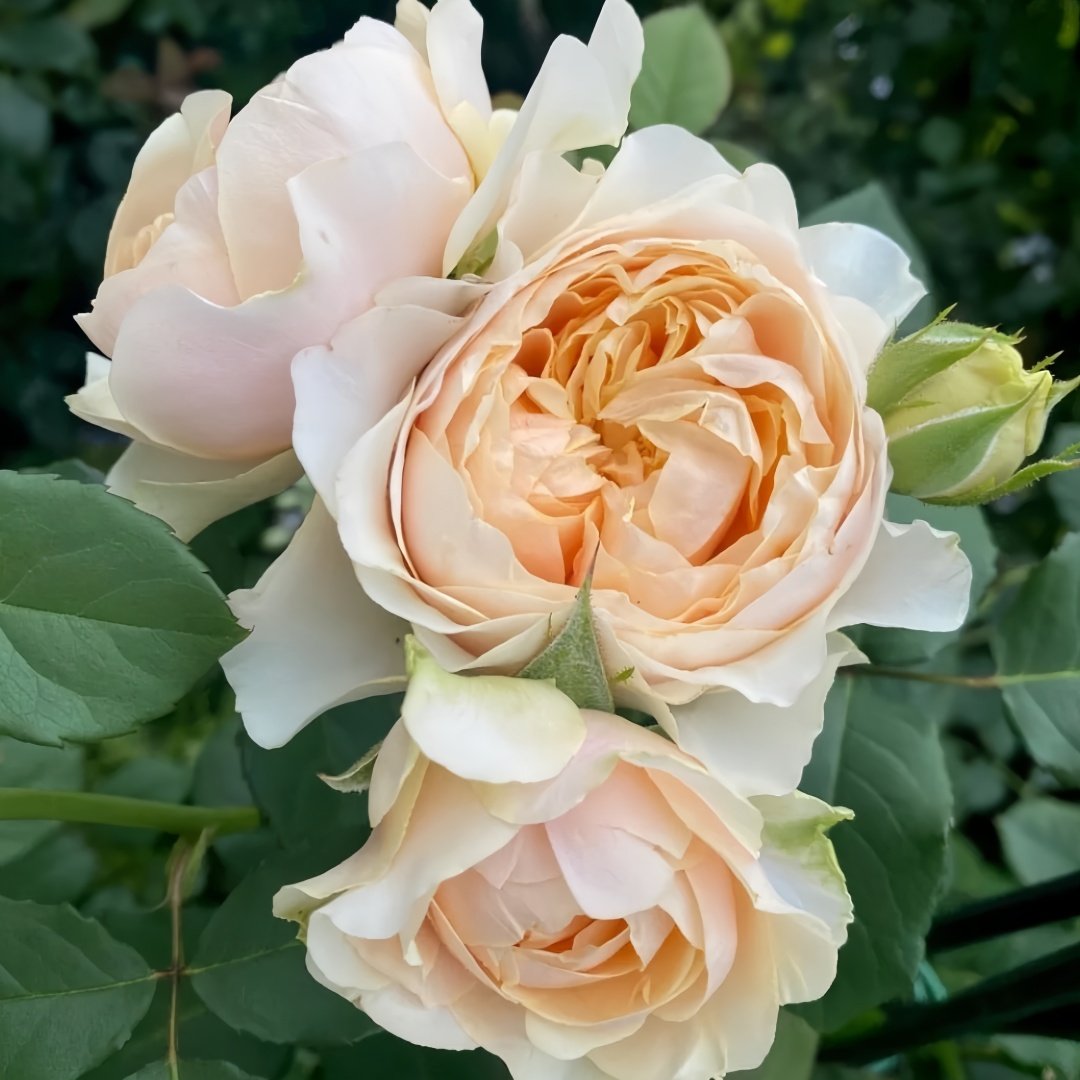 Apricot Cooler Rose Plant｜杏仁露 image 8