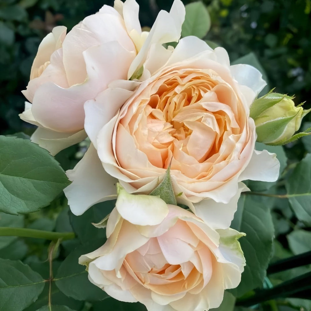 Apricot Cooler Rose Plant｜杏仁露 image 8