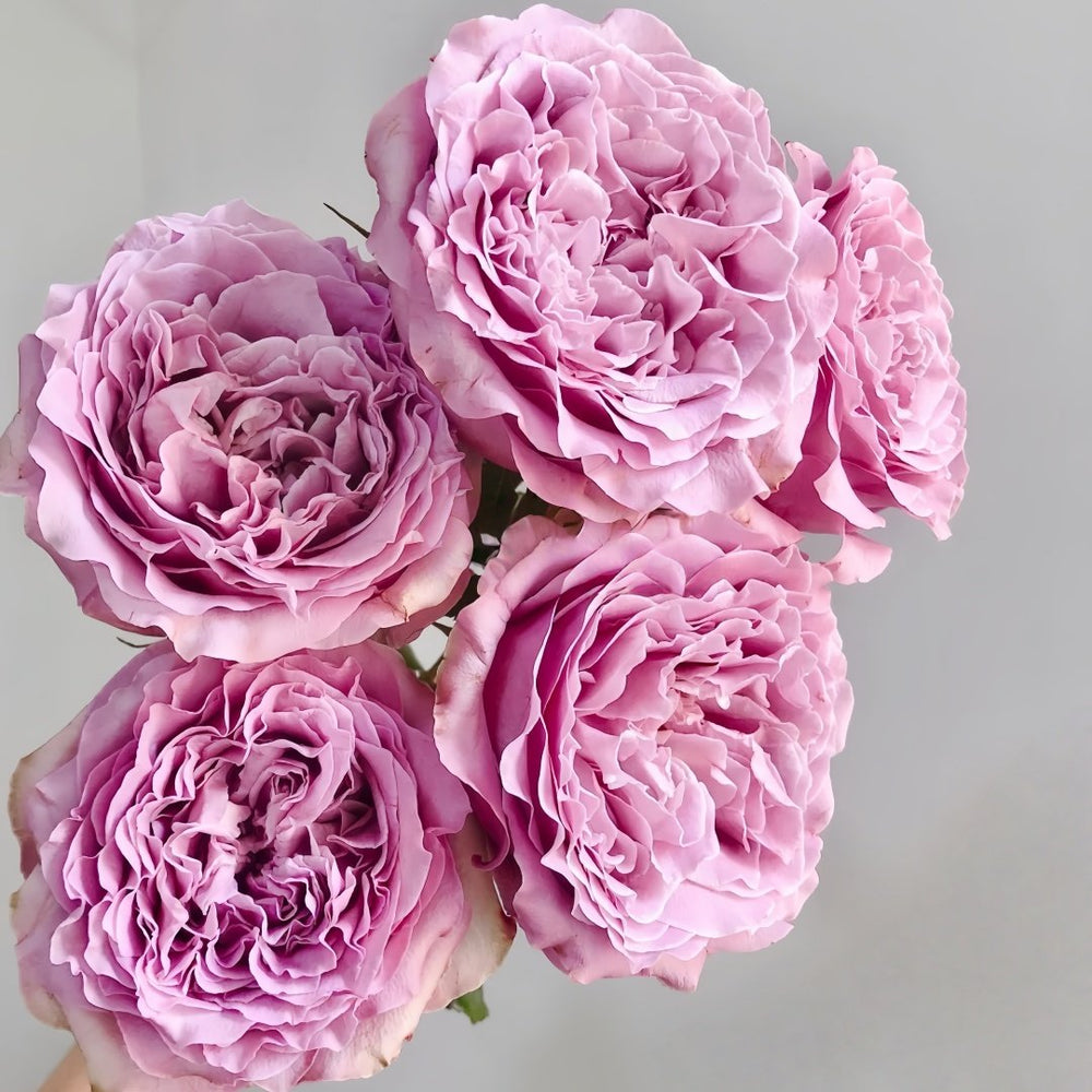 Princess Kaori Rose Plant|香织公主 image 4