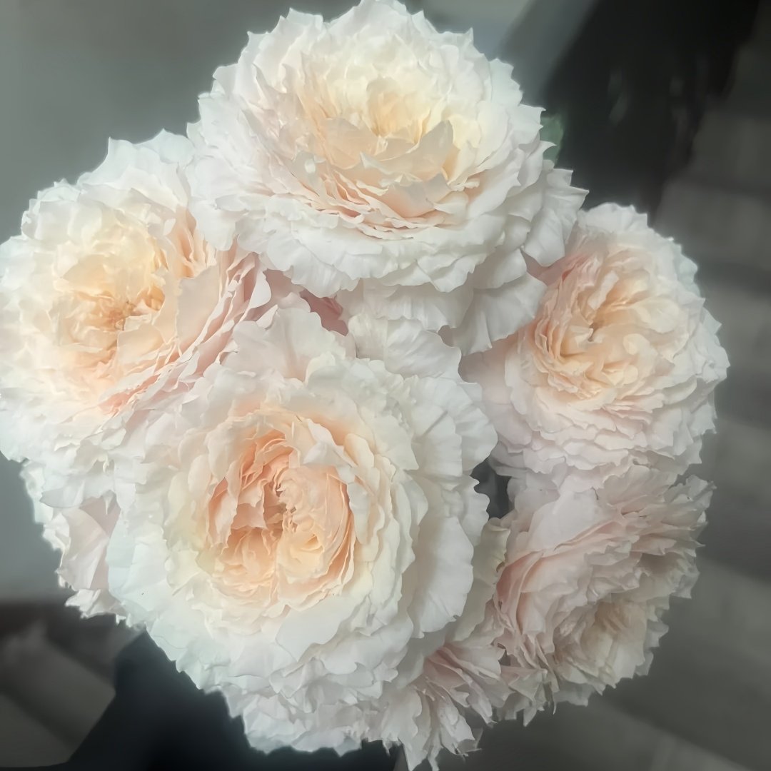 Tsumugi Rose Plant|紬-轻柔 image 7