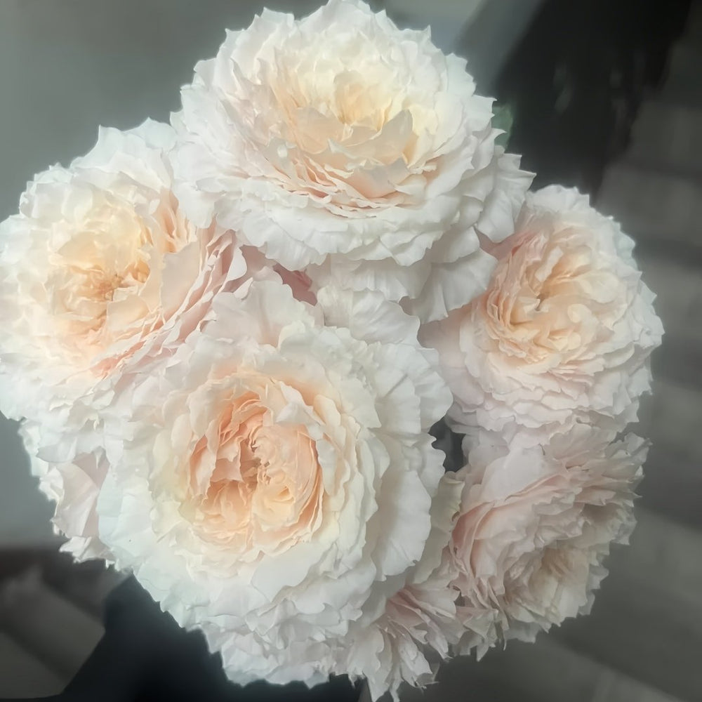 Tsumugi Rose Plant|紬-轻柔 image 7
