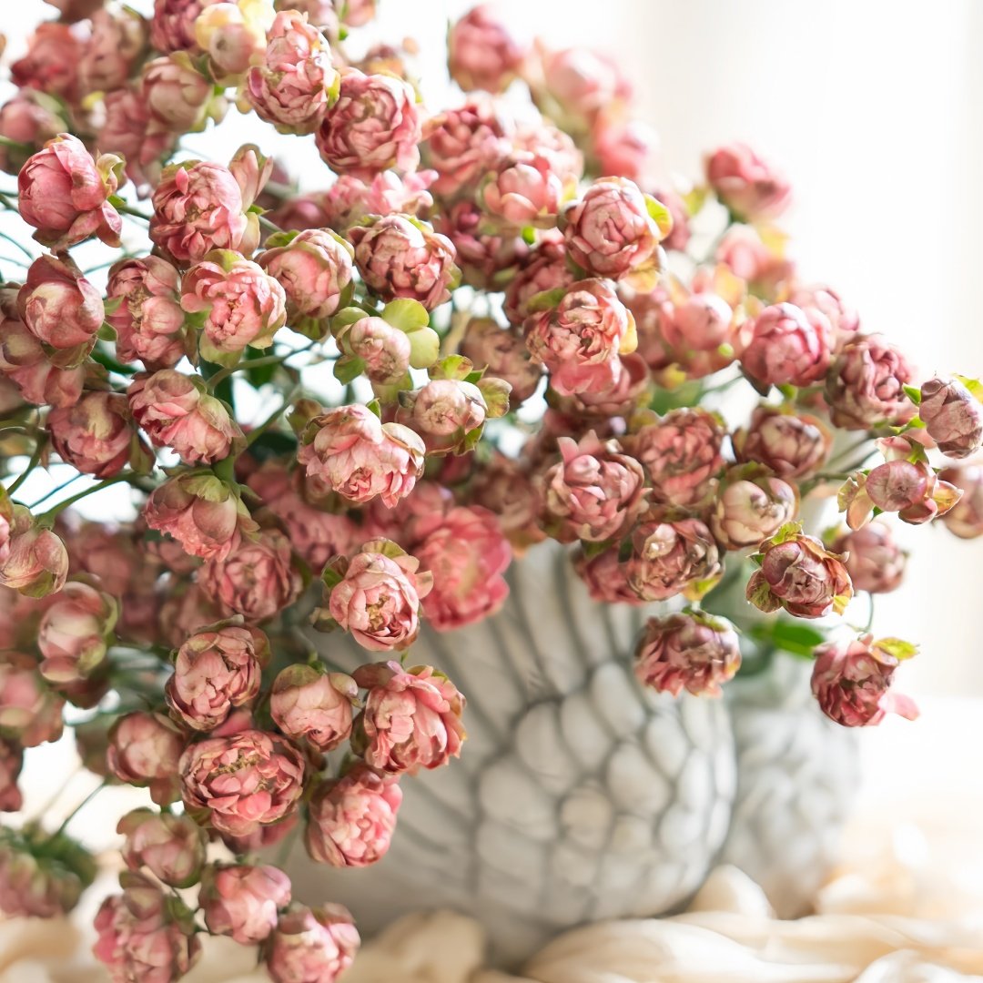 Princess Pinku Rose Plant|品库公主 image 3