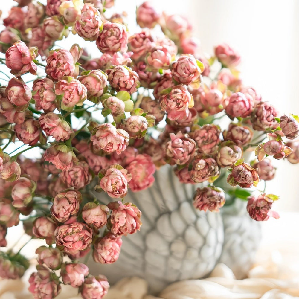 Princess Pinku Rose Plant|品库公主 image 3