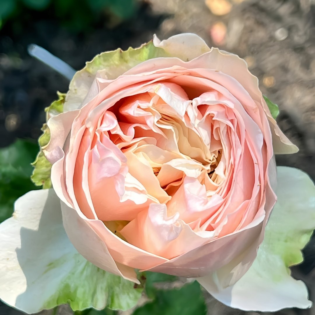 Unforgettable Rose Plant｜难忘 image 7
