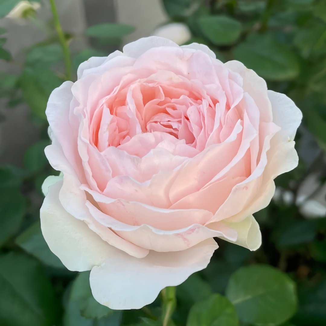 M-nostalgic romance Rose Plant|怀旧浪漫 image 2