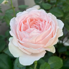 M-nostalgic romance Rose Plant|怀旧浪漫 image 2