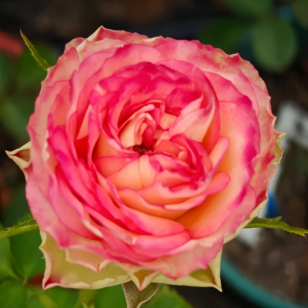 Norway forest Rose Plant｜挪威森林 image 4