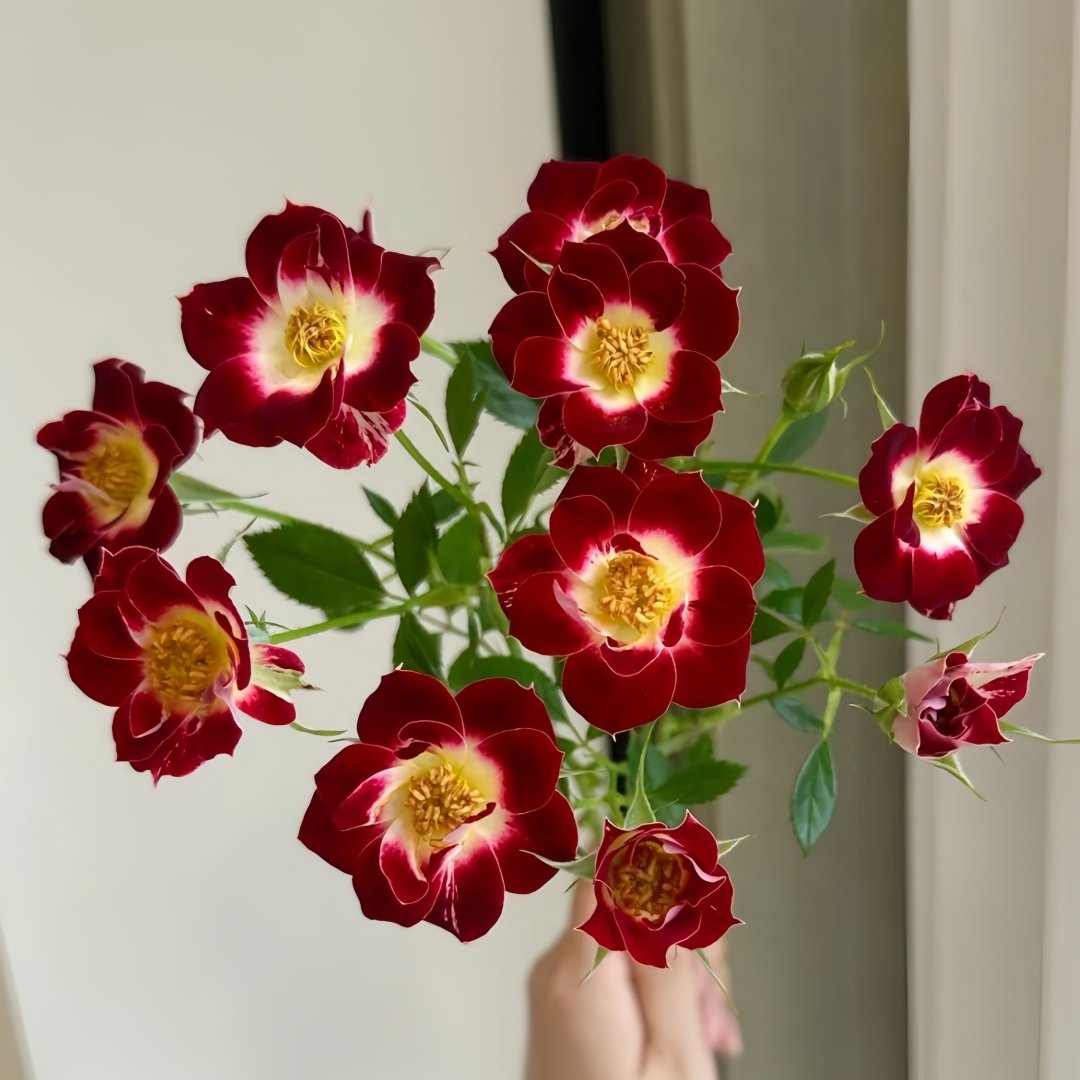 Little Artist Rose Plant|小画家 image 2
