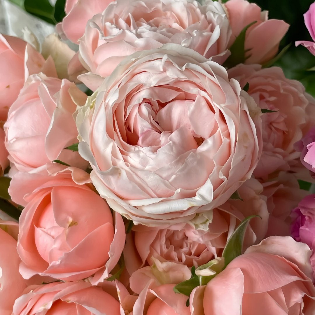 Rose Angers Rose Plant|娇媚昂热城堡 image 6