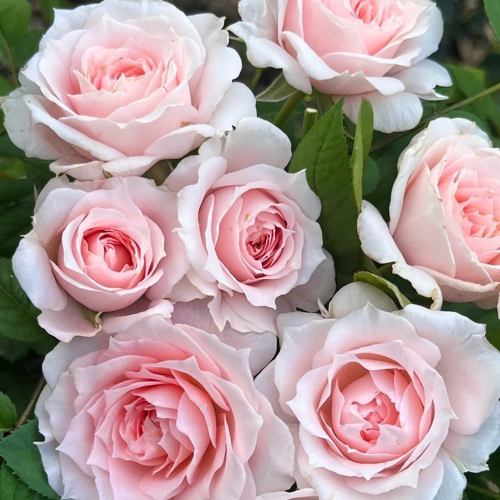 Yuzhi Rose Plant|玉脂 image 6