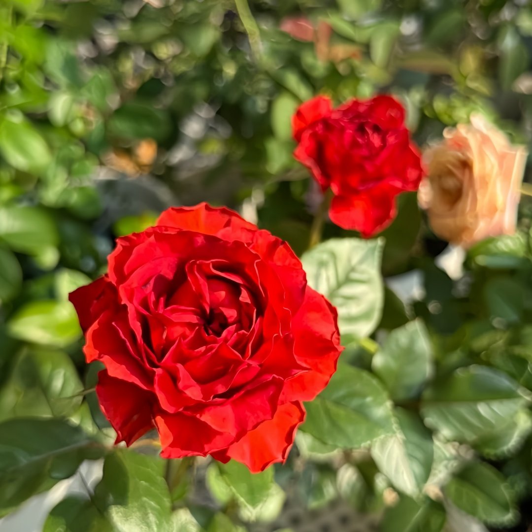 Cola Rose Plant | 可乐 image 5