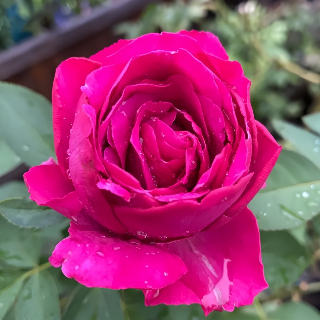Scent Garden Rose Plant｜伊芙芳香花园 image 2