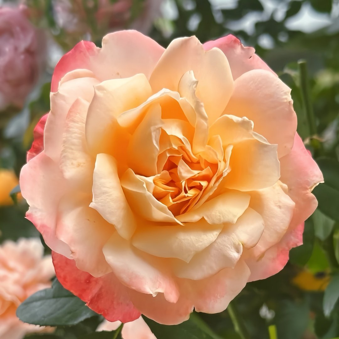 Chance Pom Rose | 苹果运气 image 0