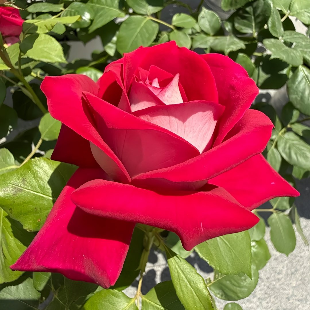 Monica Bellucci Rose Plant｜莫妮卡贝鲁奇 image 3