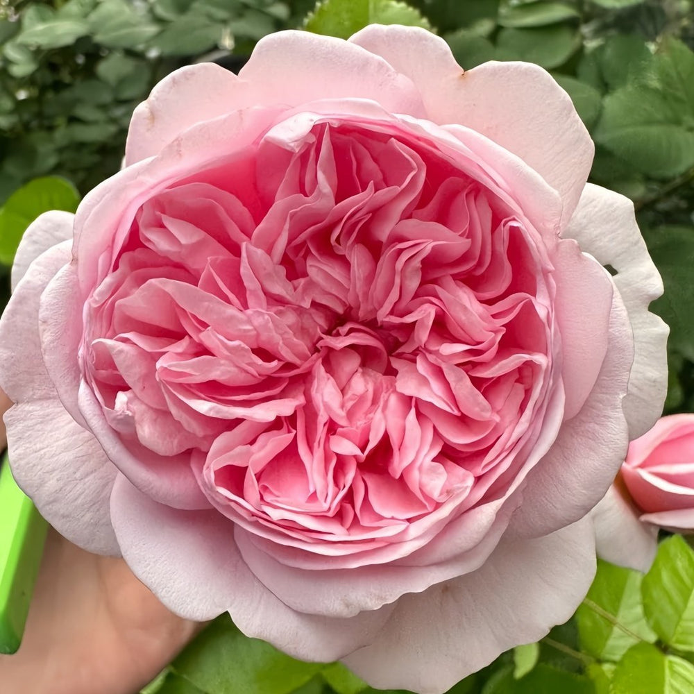 Mauritia Rose Plant｜远古大陆 image 3