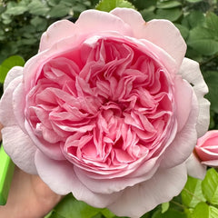 Mauritia Rose Plant｜远古大陆 image 3