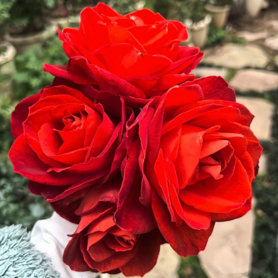 Café Del Mar Rose Plant｜咖啡德玛 image 7