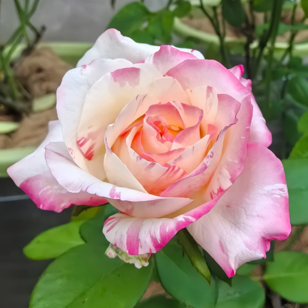 Nichang Rose Plant|霓裳 image 3