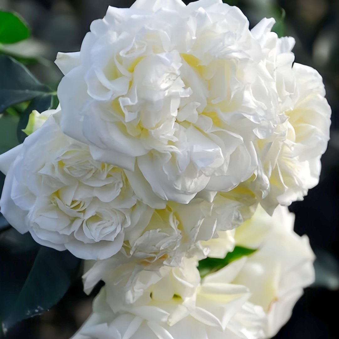 White Meidiland Rose Plant｜白米农 image 4