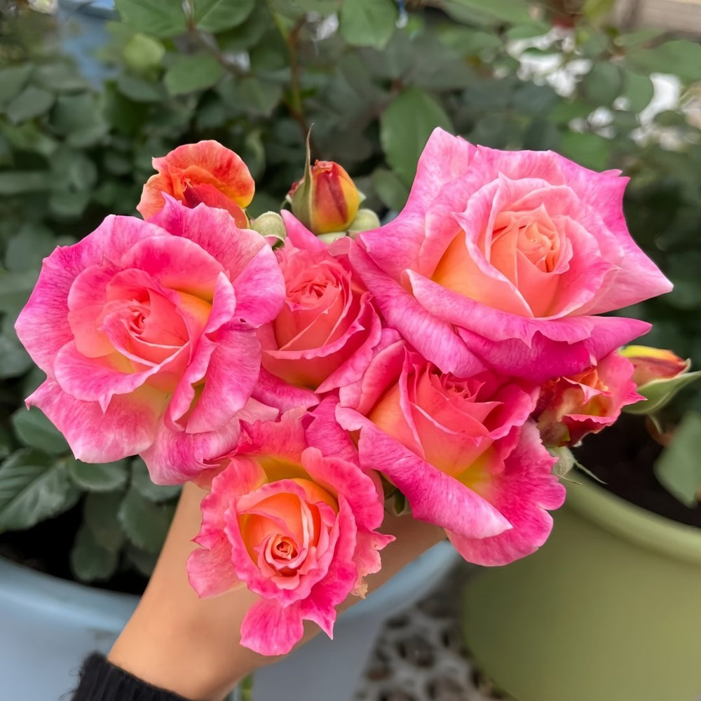 Chaleur Rose Plant｜温暖 image 9