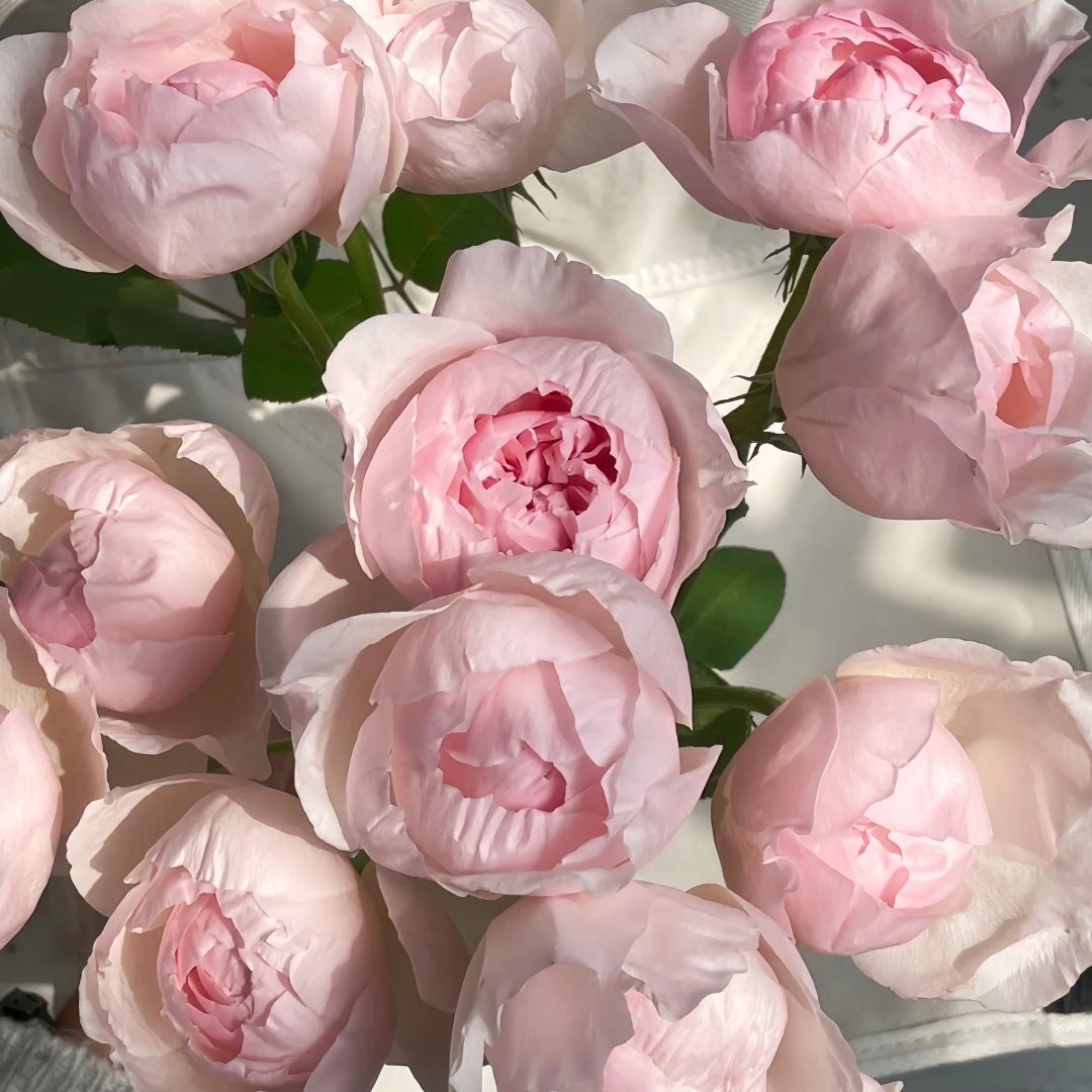 Peony Pink Rose Plant|芍药粉 image 1