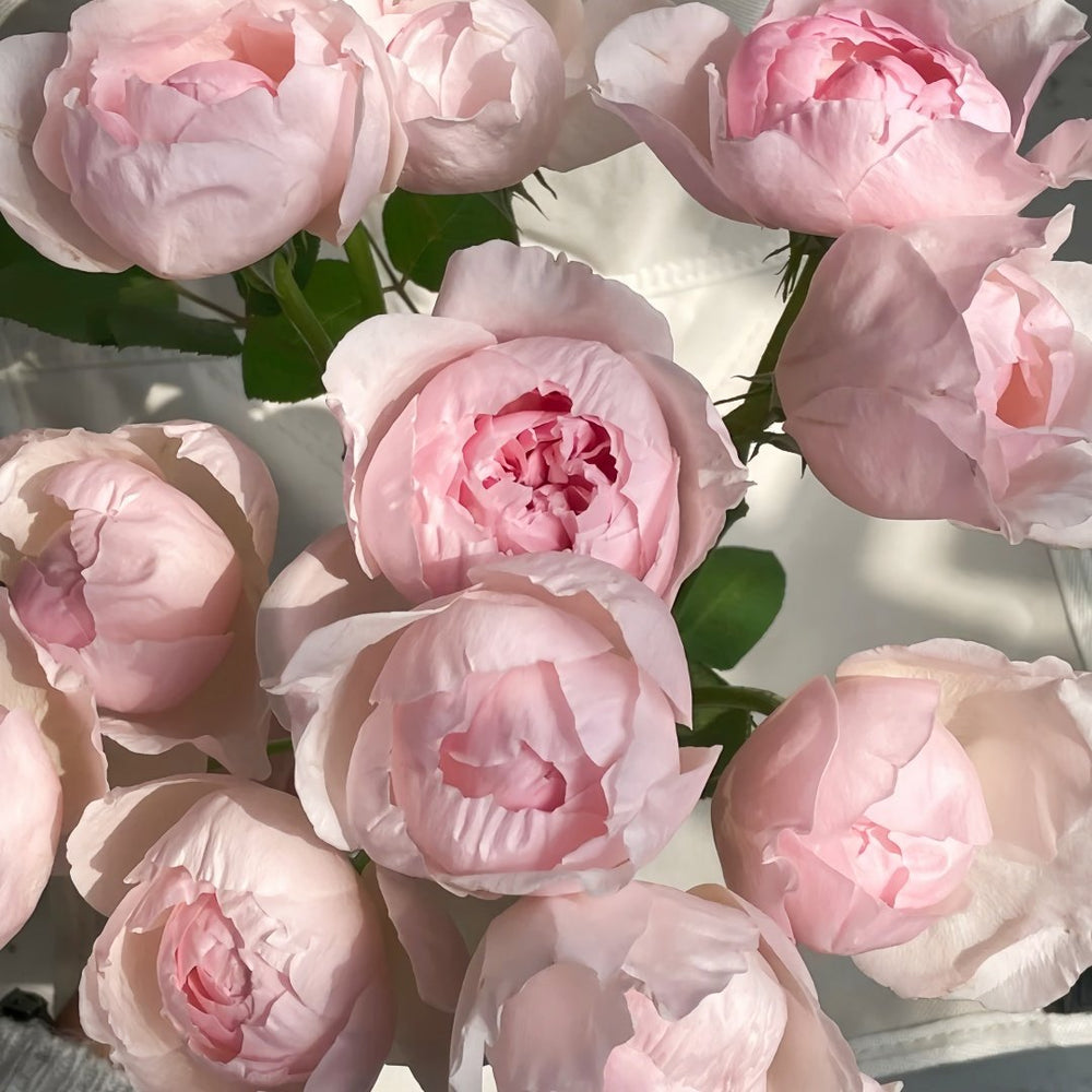 Peony Pink Rose Plant|芍药粉 image 1