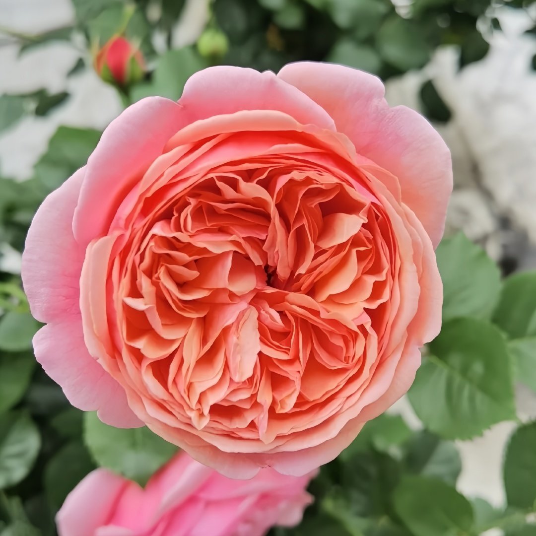 Paul Klee Rose Plant|保罗克利 image 3