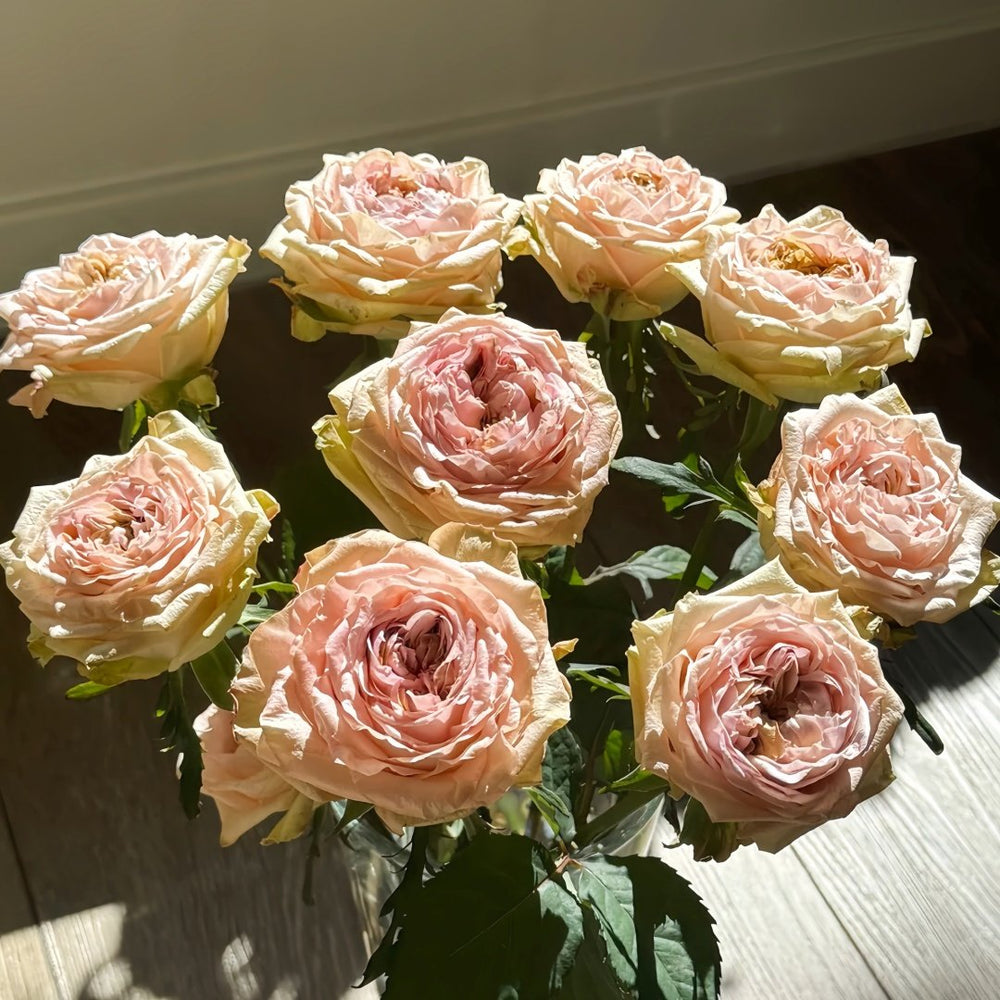 Art Nuvo Rose Plant|新艺术 image 8