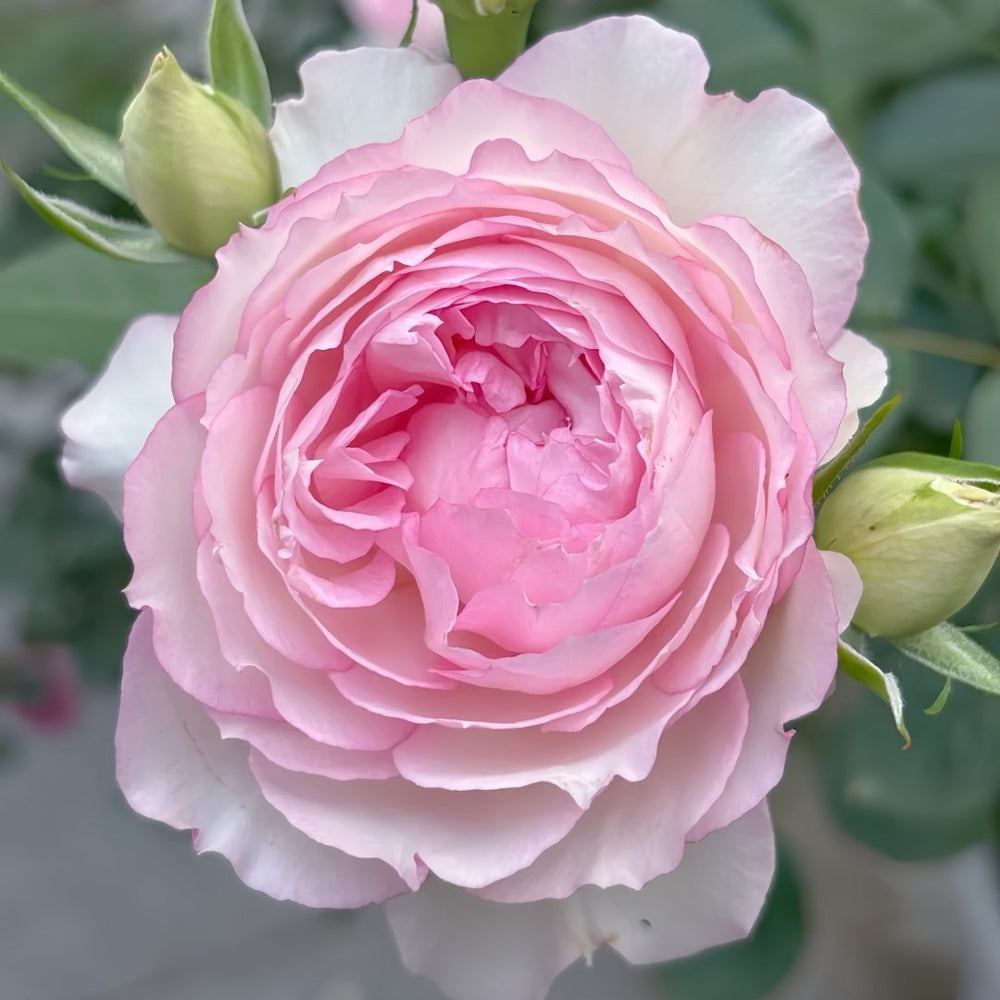 Martha Rose Plant｜玛莎 image 8