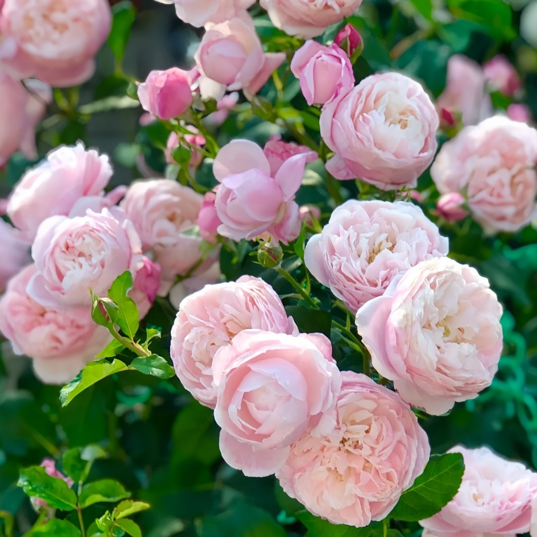 Plume Rose Plant｜羽毛 image 6