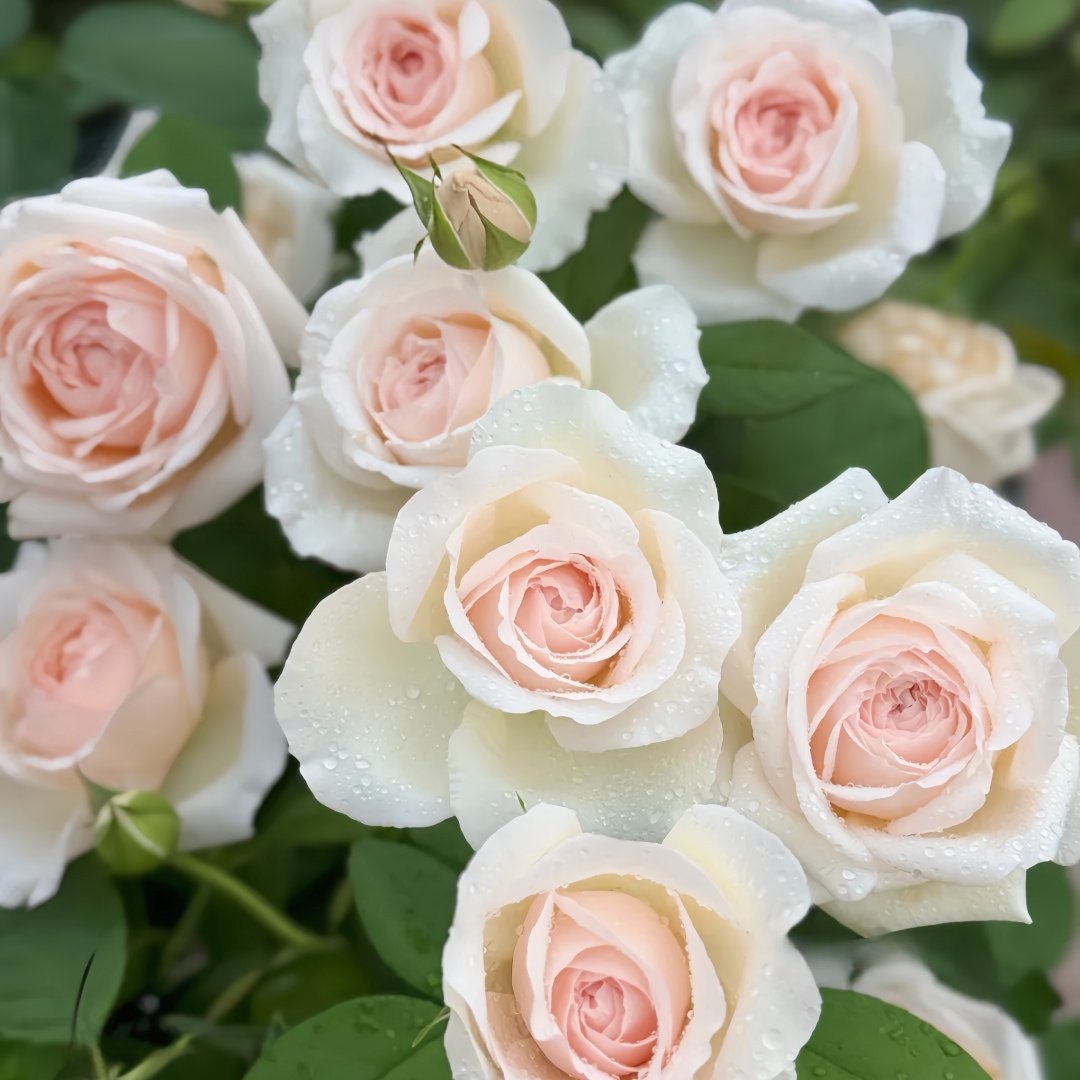 Mona Lisa Rose Plant | 蒙娜丽莎 image 7