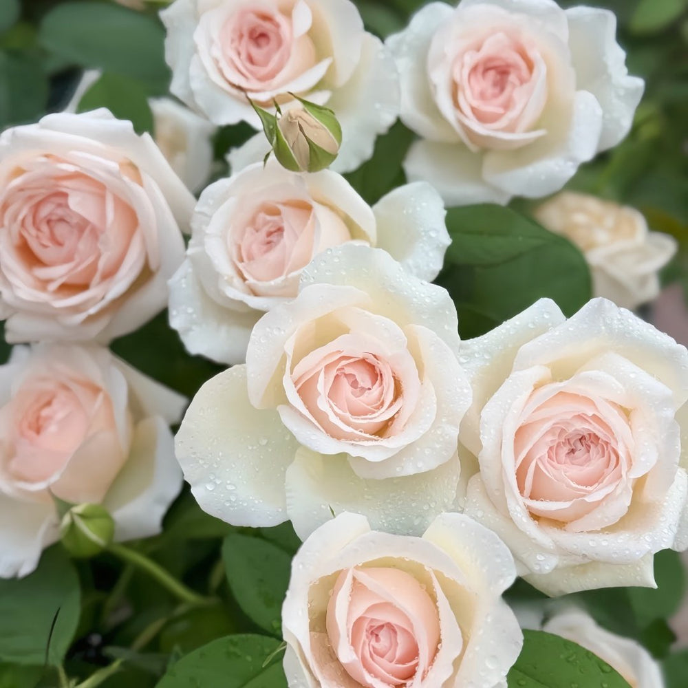 Mona Lisa Rose Plant | 蒙娜丽莎 image 7