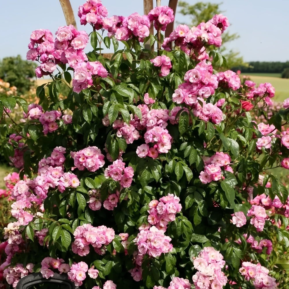 Lavender Siluetta Rose Plant|薰衣草剪影 image 6
